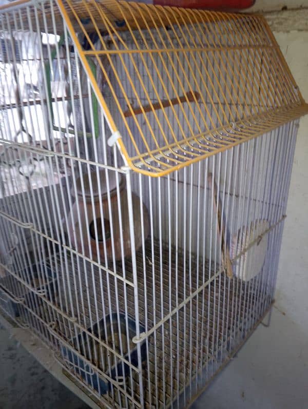 Birds Cage 2