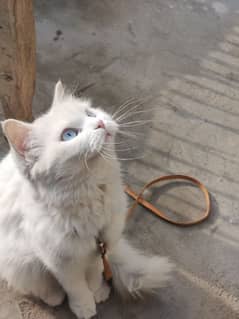 beautiful cat