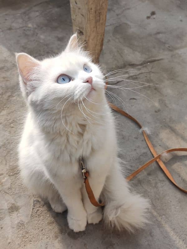 beautiful cat 1