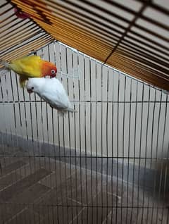 Albino chicks, lotino breeder pair, king size budgie, 5 portion cage