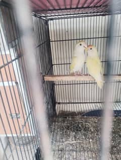 cocktail Love birds for sale breeders pairs