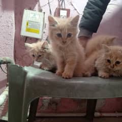 Persian Triple coated kittens  03153793456