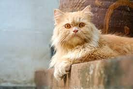 tom persian male cat  very friendly its a good pet honestly 0