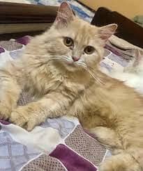 tom persian male cat  very friendly its a good pet honestly 1