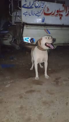 Labrador 1 years old