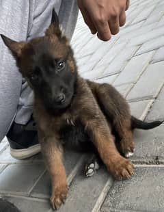 Belgian Malinois Puppy for Sale | pedigree