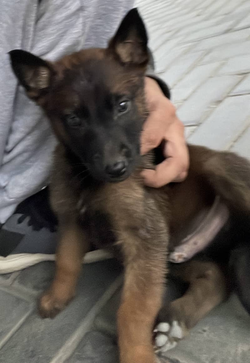 Belgian Malinois Puppy for Sale | pedigree 1