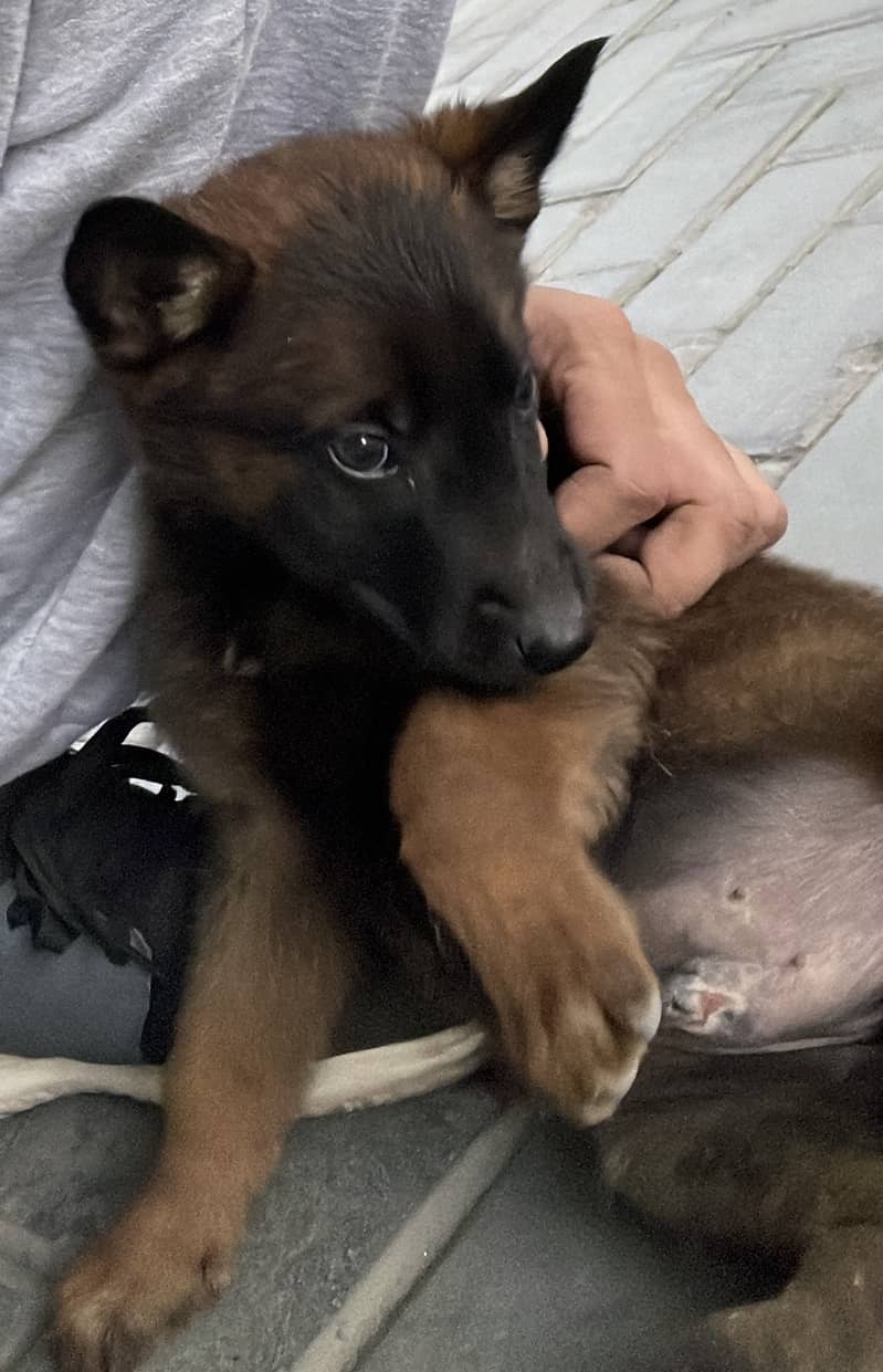 Belgian Malinois Puppy for Sale | pedigree 2