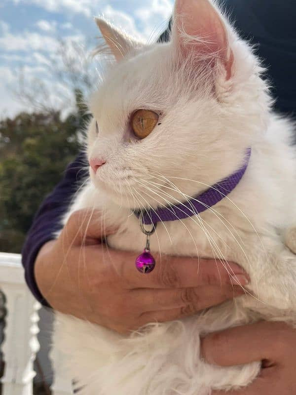 Persian Cat ODD eyes fully vaccinated 2