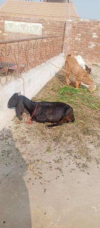 gote for sale 0