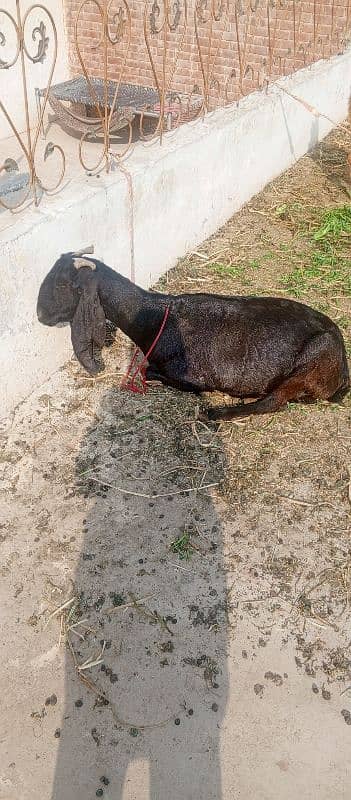 gote for sale 1