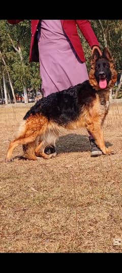 German Shepherd female 14 months for sale