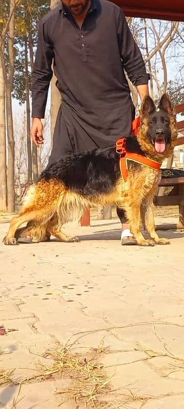 German Shepherd female 14 months for sale 1