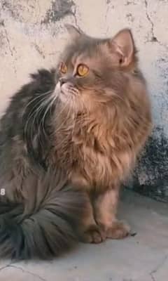 Persian male triple coat cat for sale