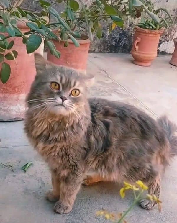 Persian male triple coat cat for sale 1