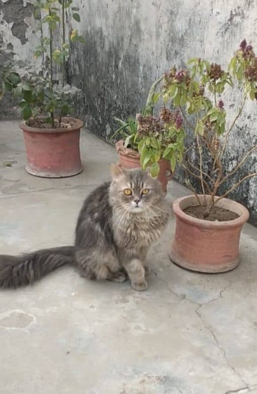 Persian male triple coat cat for sale 3