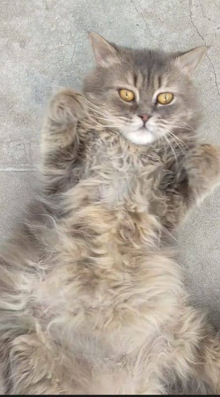 Persian male triple coat cat for sale 4