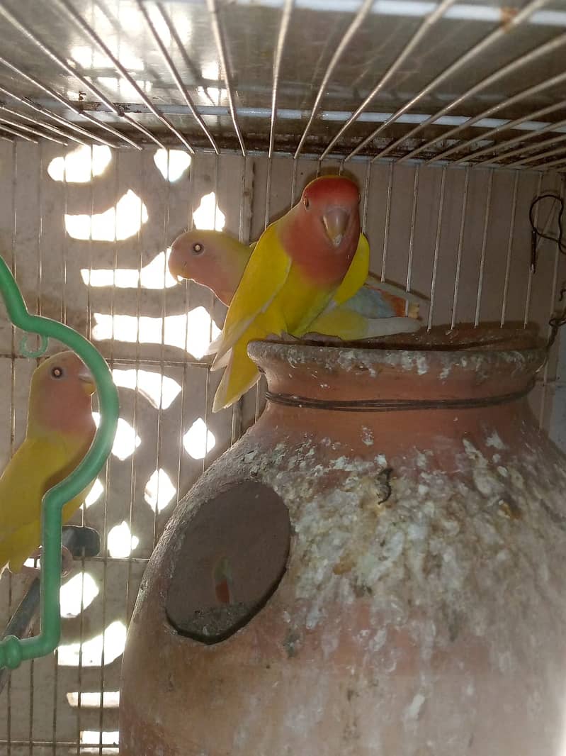 lutino love bird breeder pair availible for sale 1