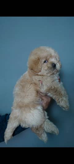 poodle puppies available for sale