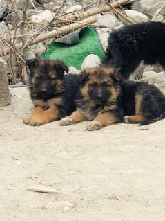 Pitgere German Shepherd imported bloodline Puppies for sale