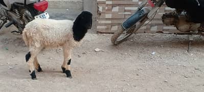 goat for sell