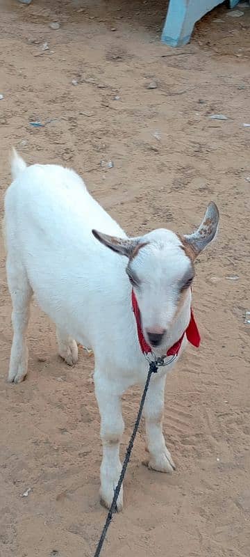 goat for sell 2