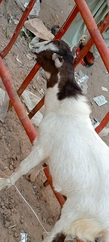 goat for sell 4