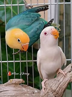 love birds active and healthy breeder pair