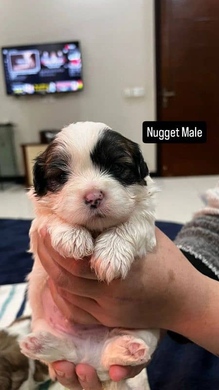 Shihtzu puppies 0