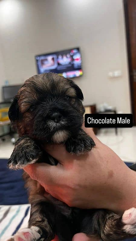 Shihtzu puppies 2