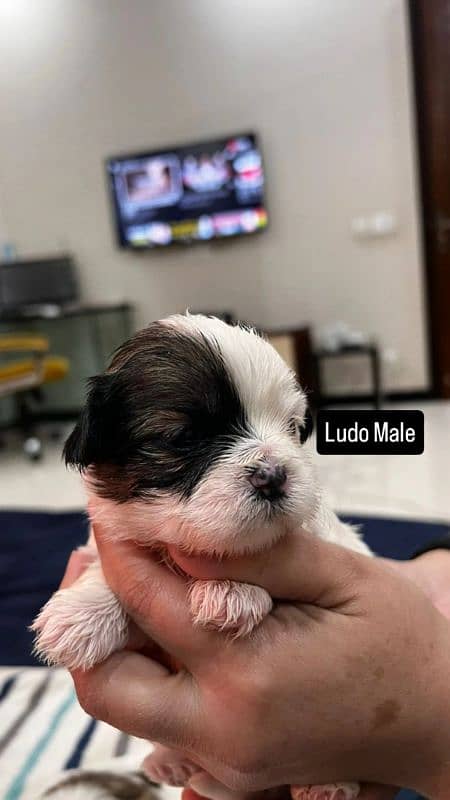 Shihtzu puppies 3