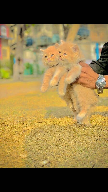 persian kittens 2