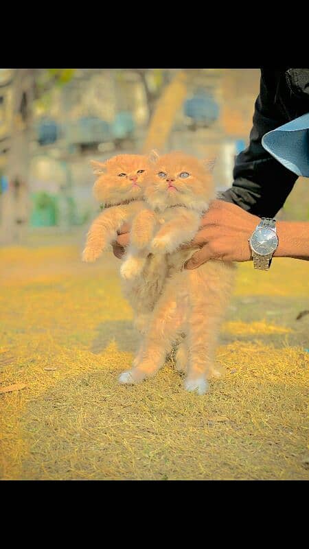 persian kittens 3