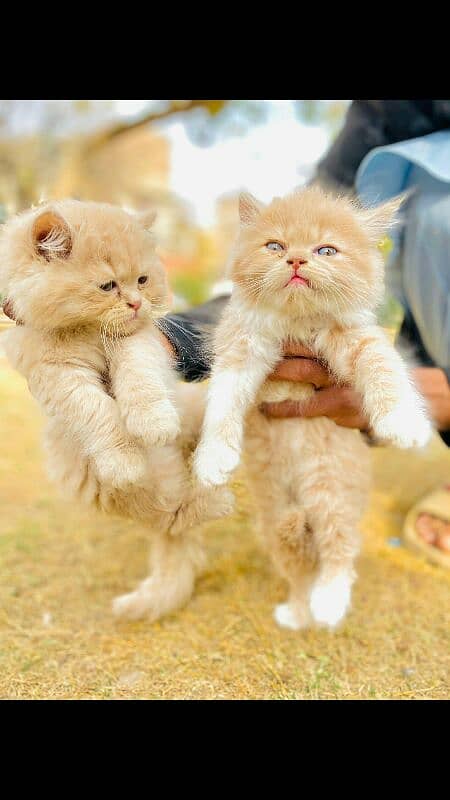 persian kittens 4