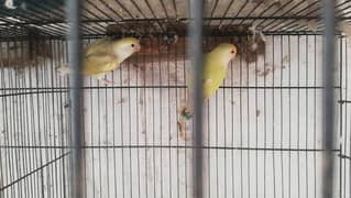 love birds breeder pair available