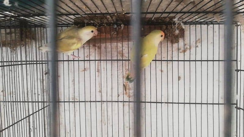 love birds breeder pair available 0