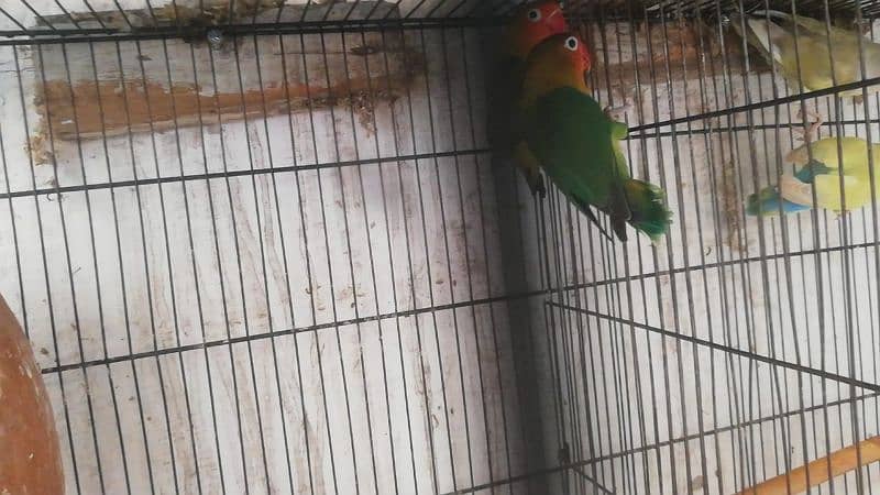 love birds breeder pair available 1