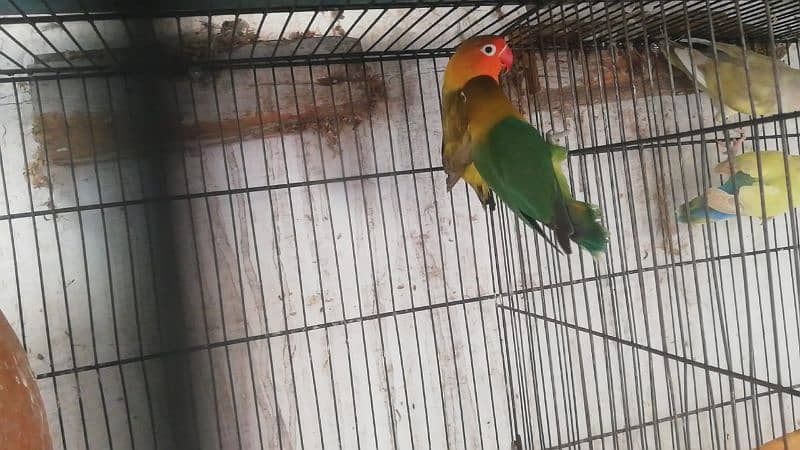 love birds breeder pair available 2