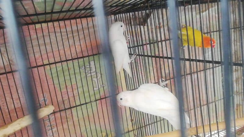 love birds breeder pair available 3