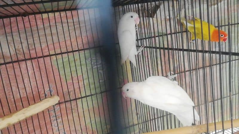 love birds breeder pair available 4