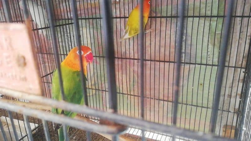 love birds breeder pair available 5