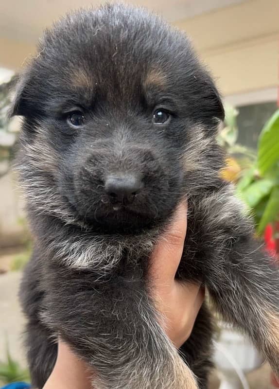 German shepherd puppies, heavy bones and fur 100% pure. 0