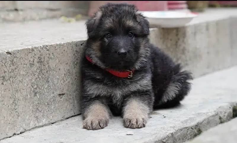 German shepherd puppies, heavy bones and fur 100% pure. 1