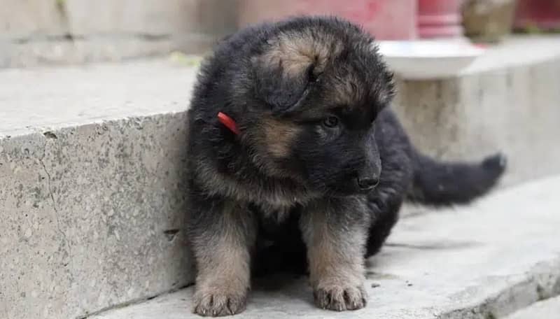 German shepherd puppies, heavy bones and fur 100% pure. 2