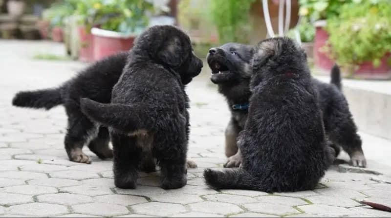 German shepherd puppies, heavy bones and fur 100% pure. 3