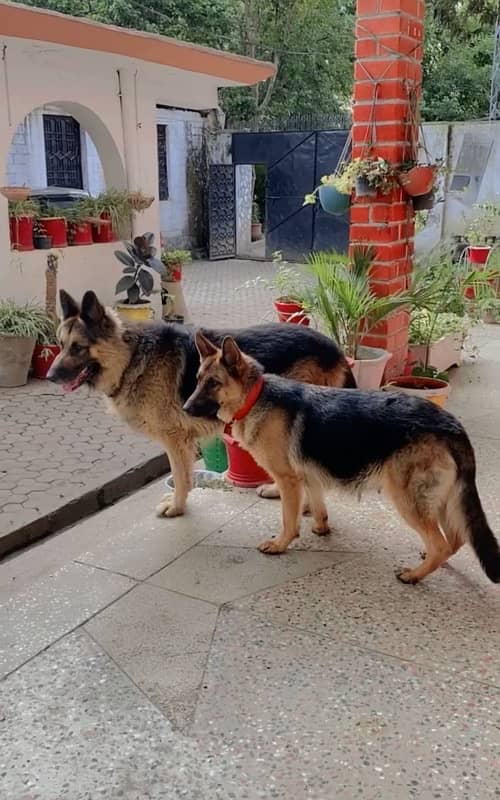 German shepherd puppies, heavy bones and fur 100% pure. 5