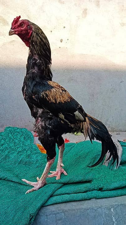 3feet pakistani aseel patha/ aseel murgha/pure aseel hen/high quality 1