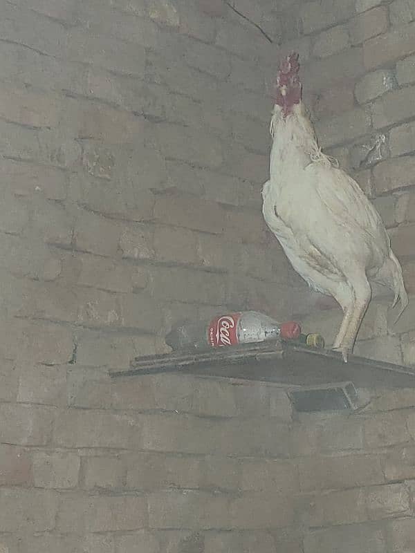 Aseel heera male and female with 3 chicks 1.5 years 0