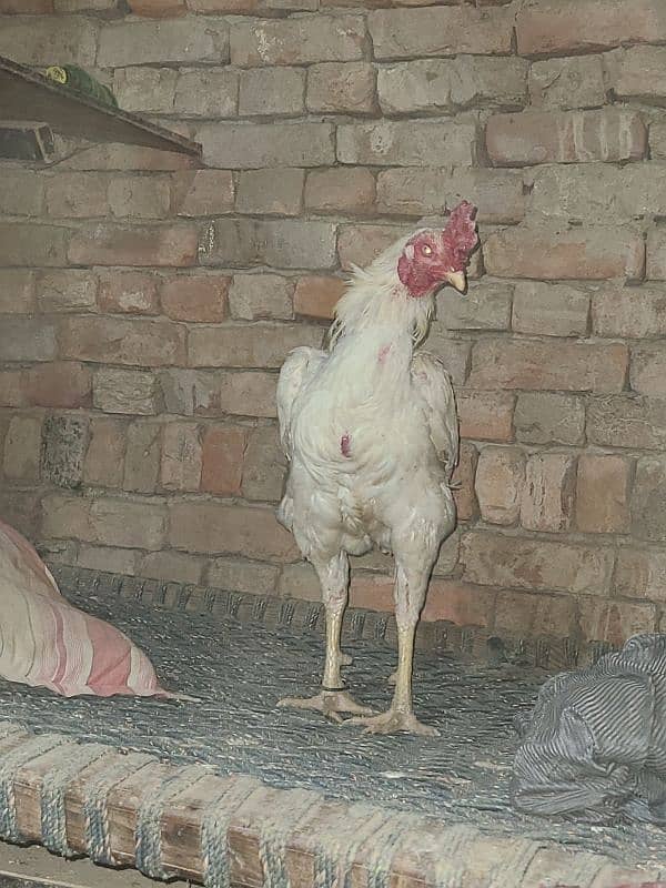 Aseel heera male and female with 3 chicks 1.5 years 2