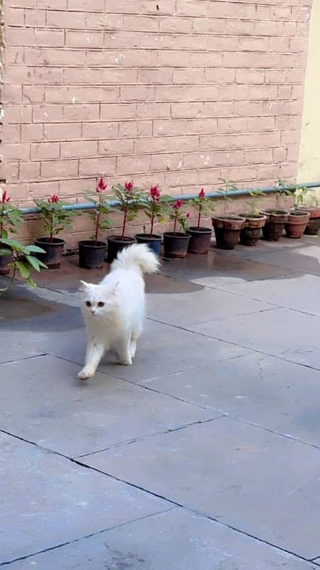 Persian Cat 0